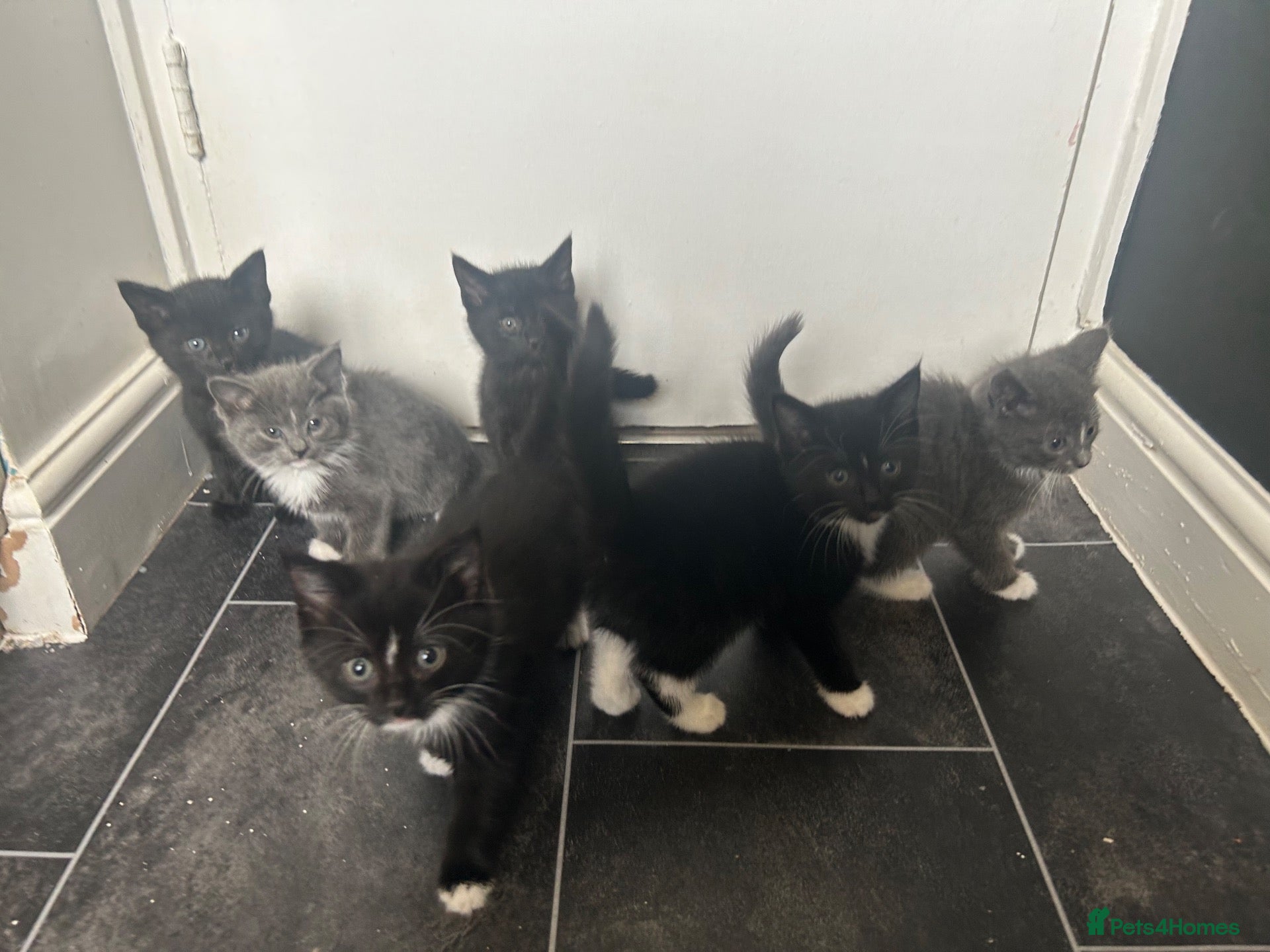 Mixed Breed cats looking for their forever home  - Advert 1