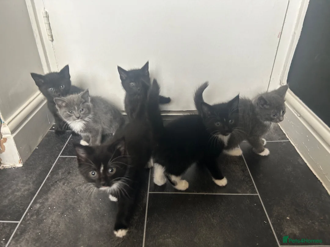 Mixed Breed cats for sale: looking for their forever home  - Advert 1
