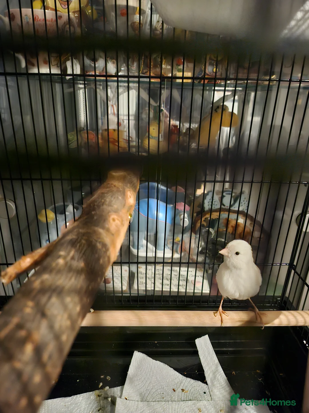 Canaries birds for sale: Male white Canary - Advert 3