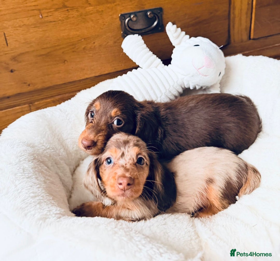 Miniature Dachshund dogs for sale: PRA 🏆Clear Champion 🏆Long Haired Puppies - Advert 3