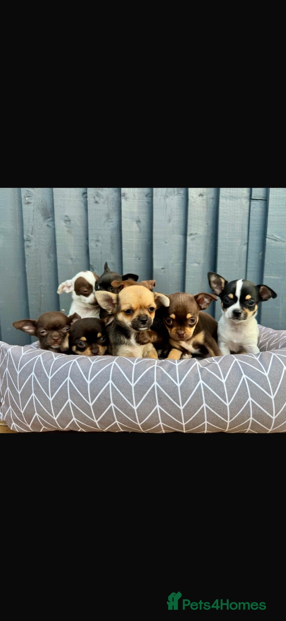 Chihuahua dogs Chihuahua  - Advert 1
