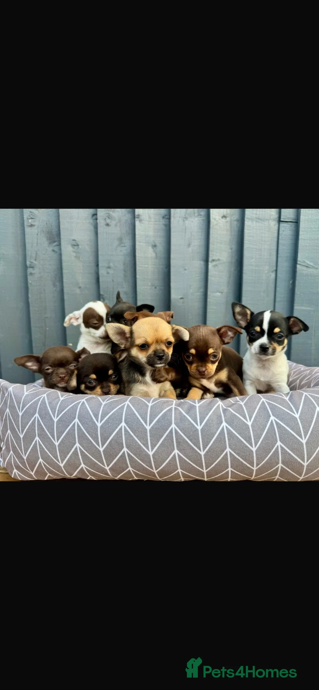 Chihuahua dogs for sale: Chihuahua  in West Molesey - Advert 1