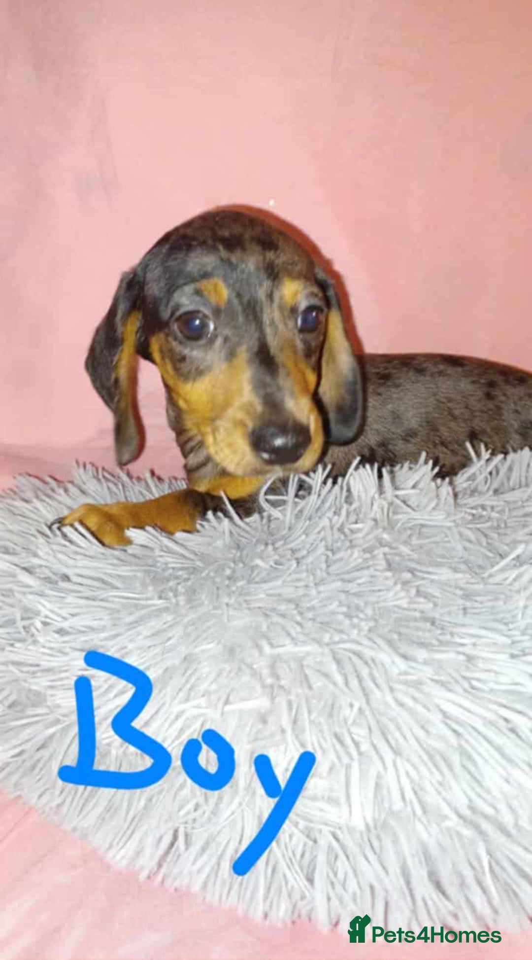 Dachshund dogs for sale: Dachshund puppies  - Advert 10