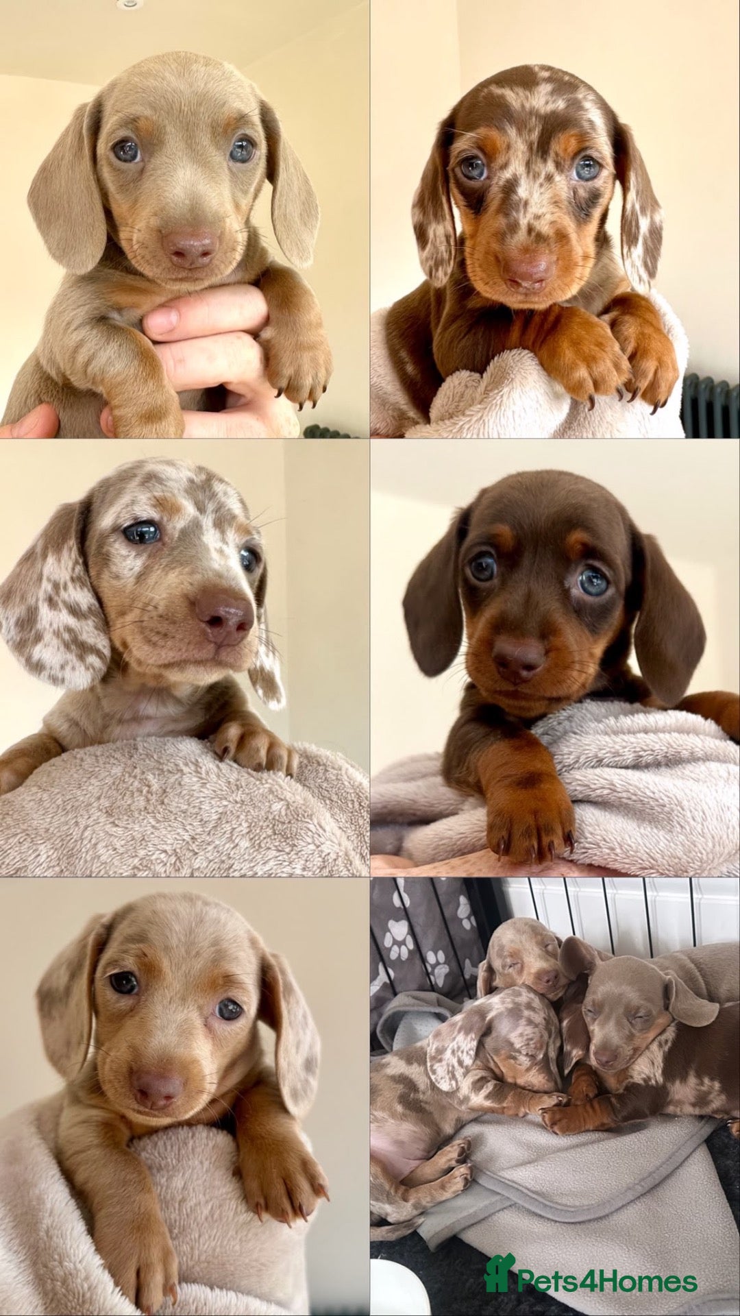Miniature Dachshund dogs 5 beautiful baby miniature dachshund puppies  - Advert 2