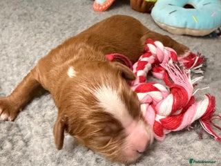 Cavapoo dogs - Advert 6