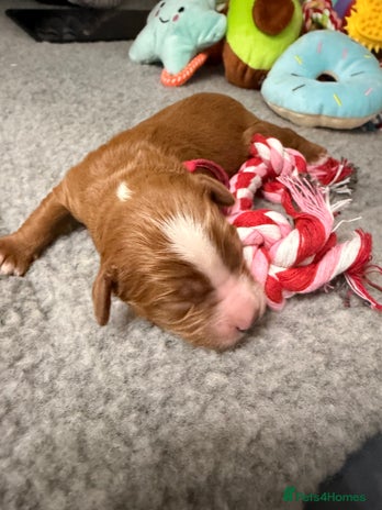 Cavapoo dogs - Advert 8