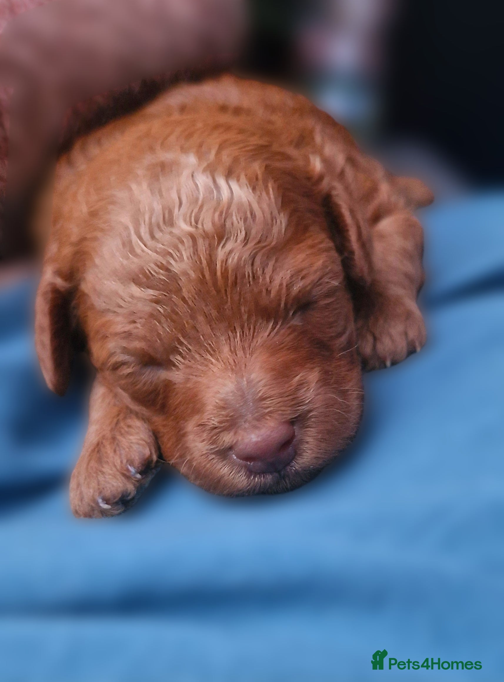 Toy Poodle dogs Red tiny Toy Poodles GIRLS  - Advert 18