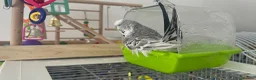 Budgerigars birds for sale: Talking Budgie Heartbreaking sale  in Newcastle upon Tyne - Advert 4