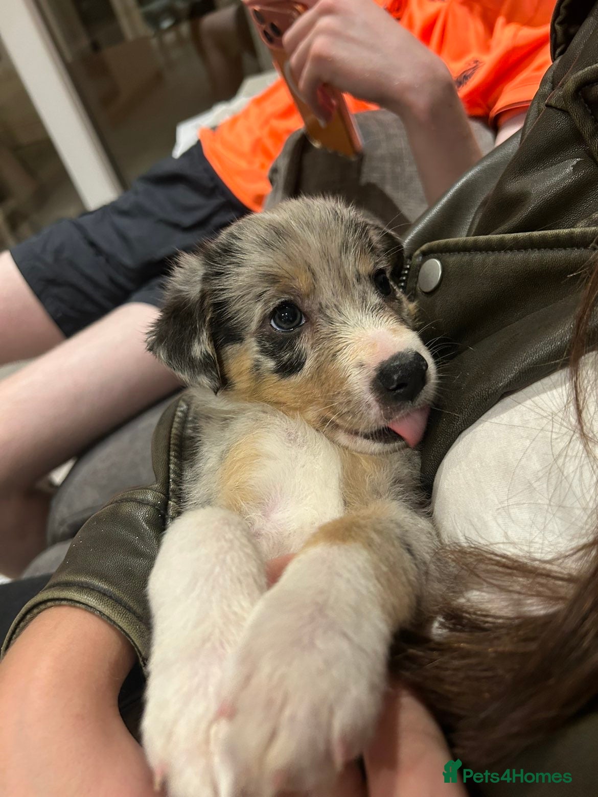 Border Collie dogs Blue Merle Tri Border Collie Puppies - Advert 1