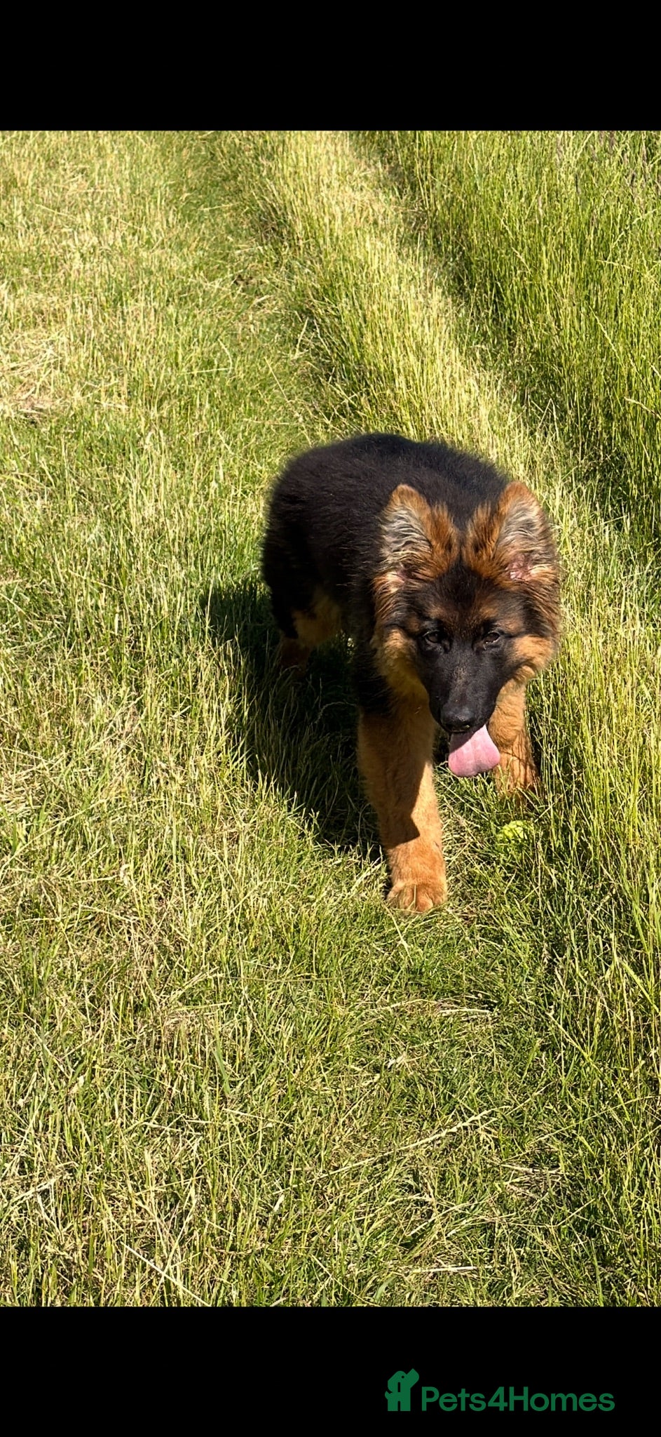 German Shepherd dogs George is  looking for his forever home .  - Advert 1
