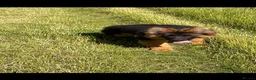German Shepherd dogs for sale: George is  looking for his forever home .  - Advert 1