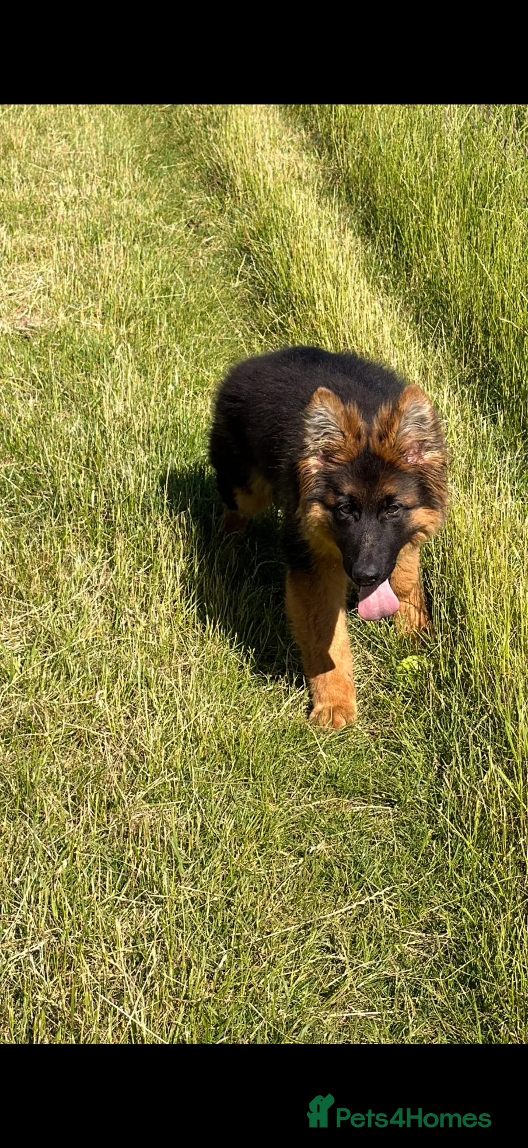German Shepherd dogs for sale: George is  looking for his forever home .  - Advert 1