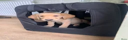 Labrador Retriever dogs for sale: Stunning KC Labrador/1 boy left 🐾 - Advert 7