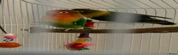 Lovebirds birds for sale: Pair of Beautiful Bonded Lovebirds with Large Cage in Carshalton - Advert 2