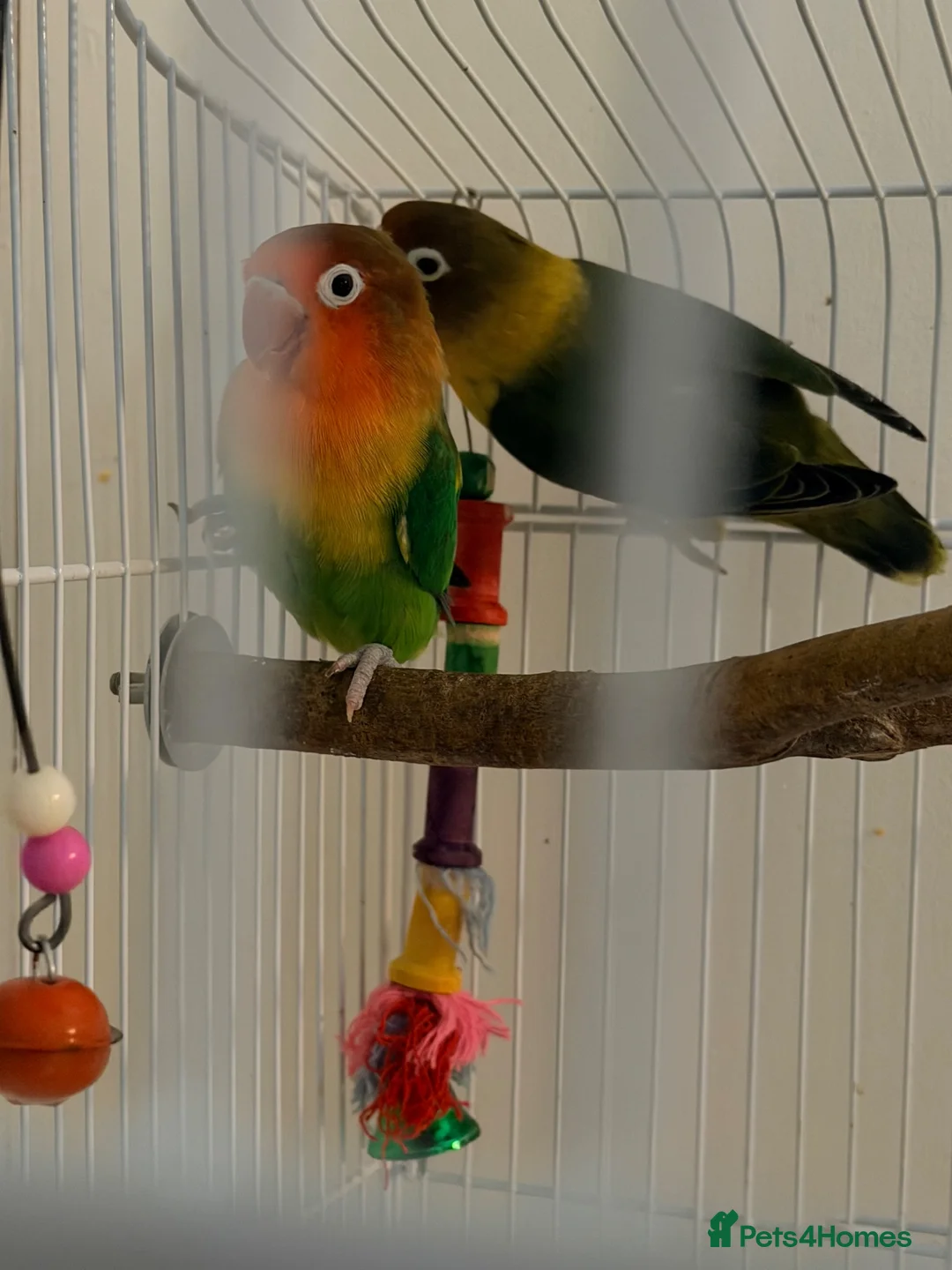 Lovebirds birds for sale: Pair of Beautiful Bonded Lovebirds with Large Cage in Carshalton - Advert 2