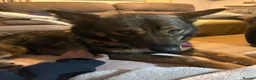 German Shepherd dogs for sale: Female German shepherd  - Advert 4