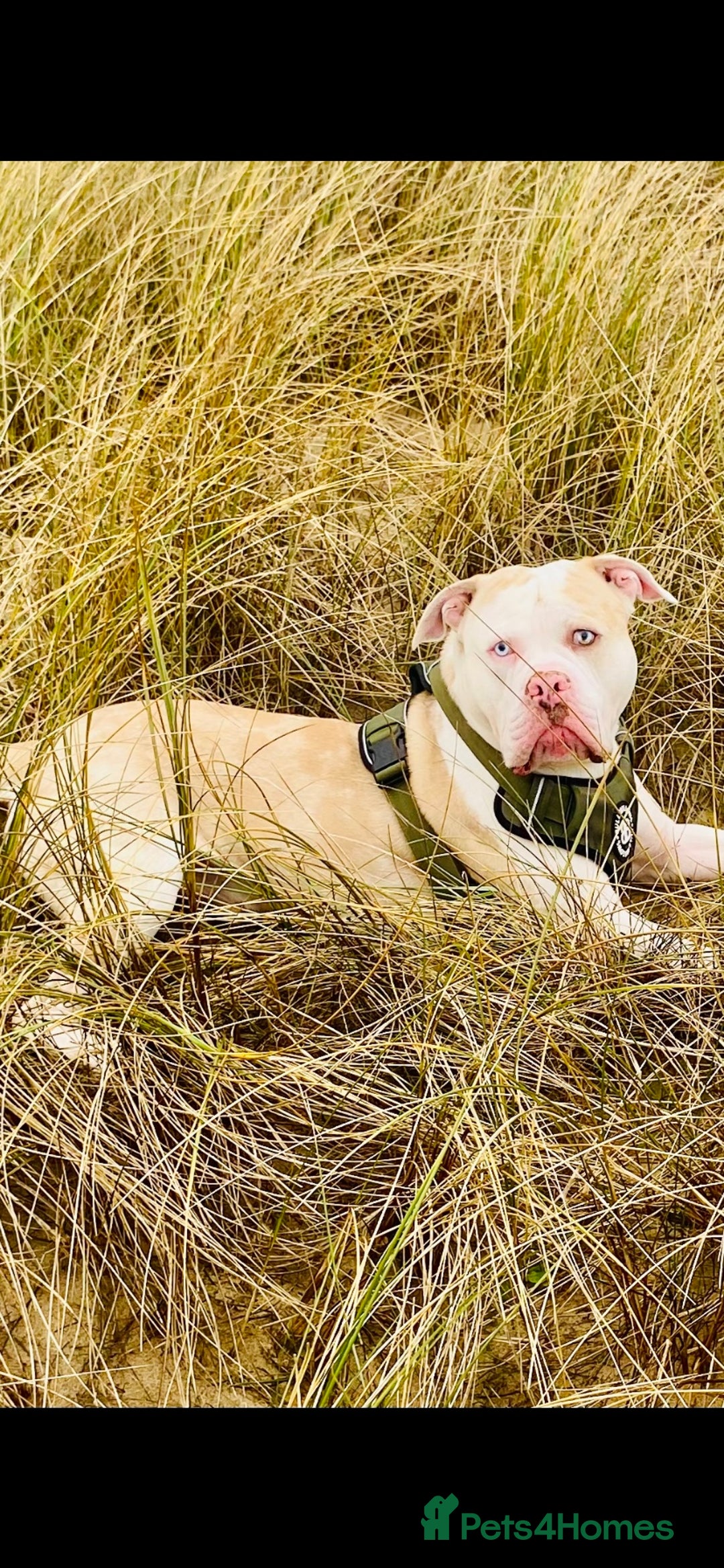 Alapaha Blue Blood Bulldog dogs for stud: Alapaha blue blood bulldog - Advert 15