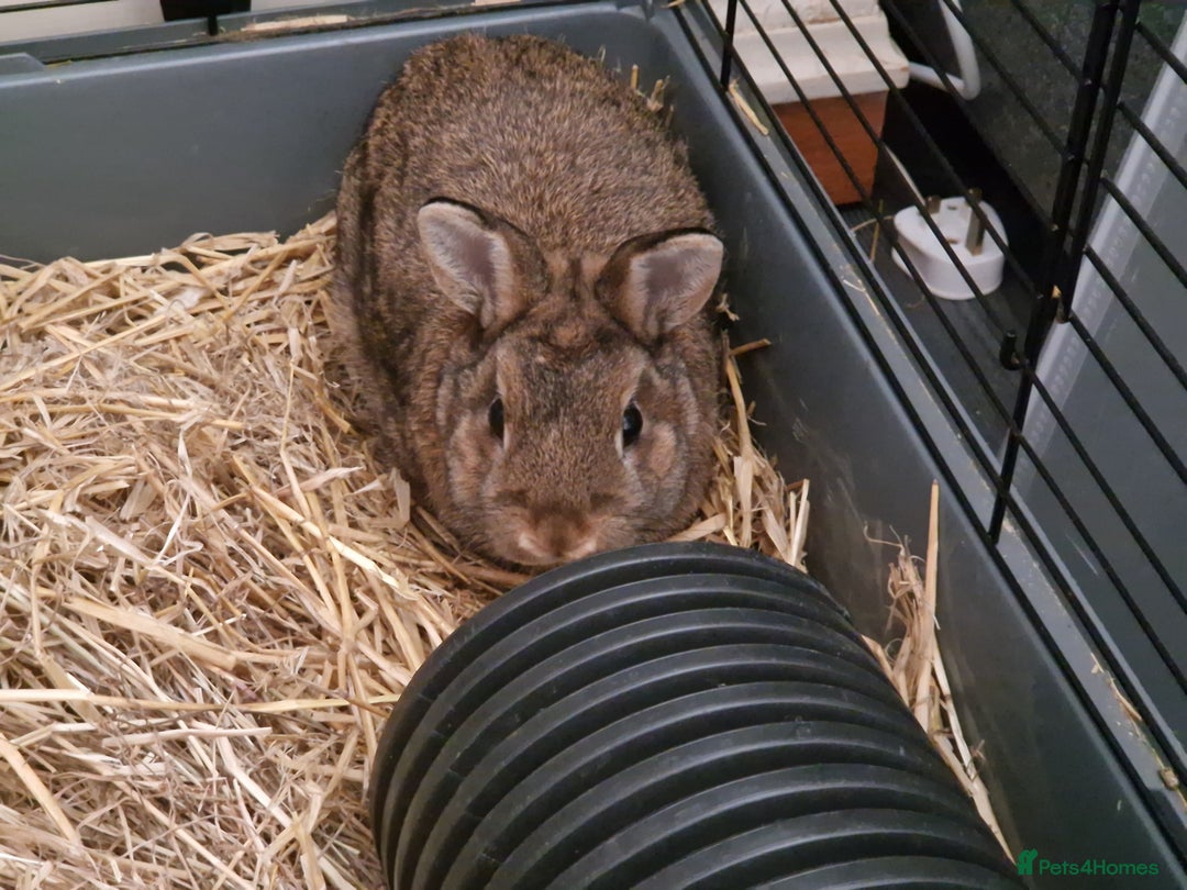 Netherland Dwarf rabbits for sale: Handsome purebred Netherland dwarf boy - Image 7