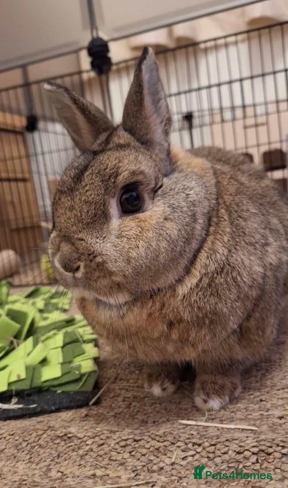 Mixed Breed rabbits RABBITS FOR SAlE - Advert 2