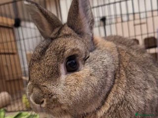 Mixed Breed rabbits RABBITS FOR SAlE - Advert 1