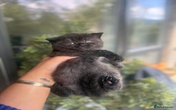 British Shorthair cats for sale: British rainbow shorthair kittens - Image 14