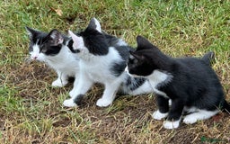 Mixed Breed cats for sale: Kittens - Image 4