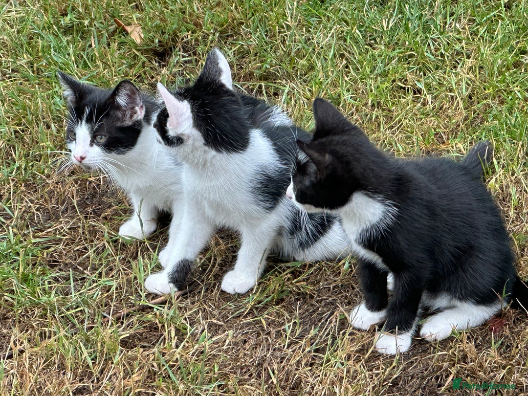 Mixed Breed cats for sale: Kittens - Image 4