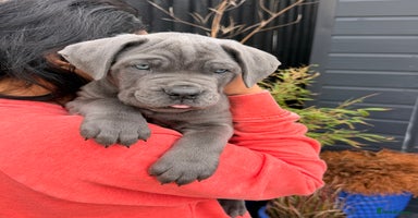 Mixed Breed dogs - Advert 8