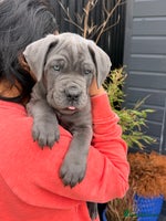 Mixed Breed dogs - Advert 5