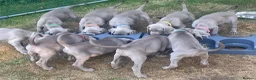 Weimaraner dogs for sale: Ready to go Weimaraner puppies KC registered - Advert 19