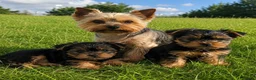 Yorkshire Terrier dogs for sale: Yorkshire Terrier Puppies - Advert 5