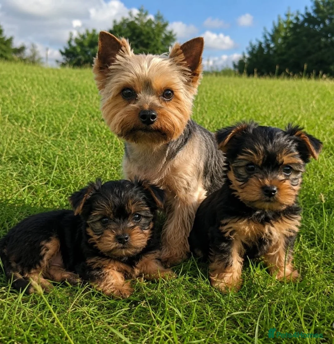 Yorkshire Terrier dogs for sale: Yorkshire Terrier Puppies - Advert 5
