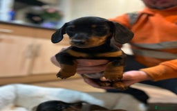 Miniature Dachshund dogs for sale: Stunning rainbow litter mini dachshunds - Advert 18
