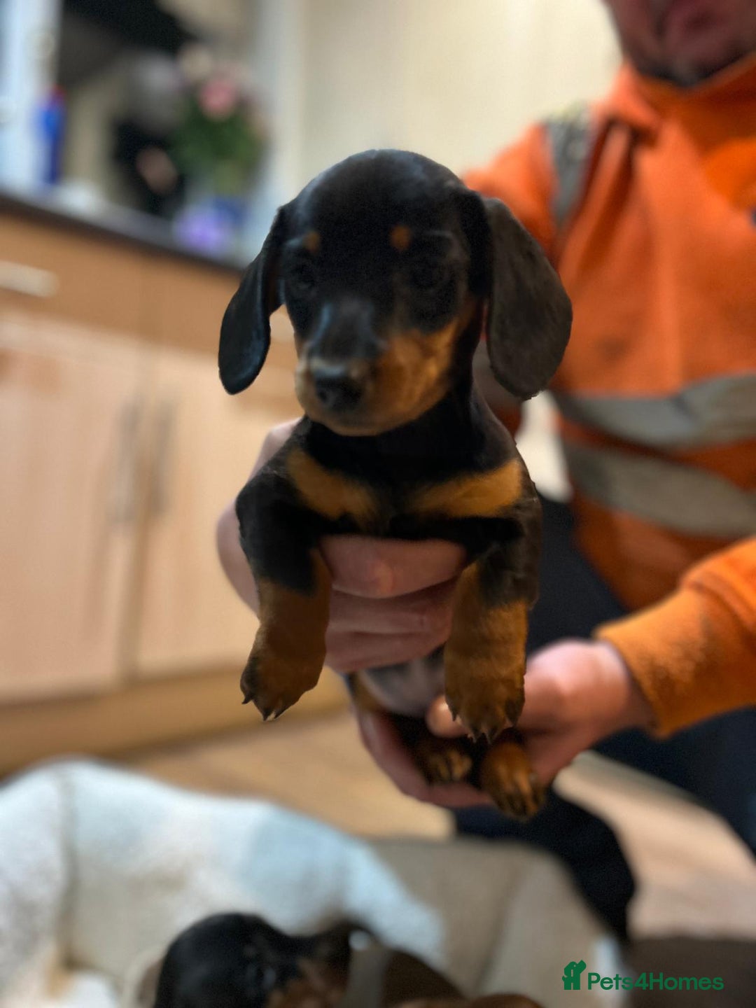 Miniature Dachshund dogs for sale: Stunning rainbow litter mini dachshunds - Advert 18