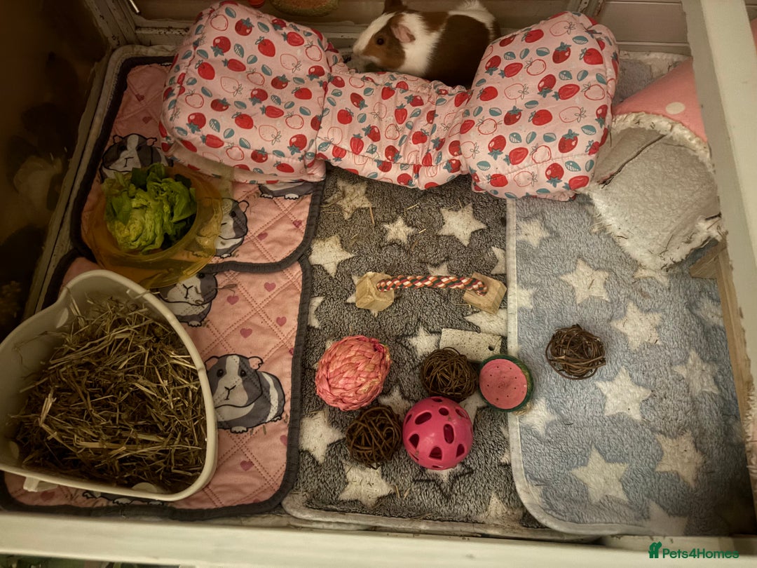 Guinea Pig rodents for sale: Two guinea pigs-with two cages and all accessories - Image 6