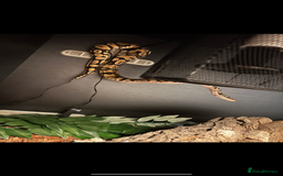 Snake reptiles for sale: Ball python & boa’s - Image 6