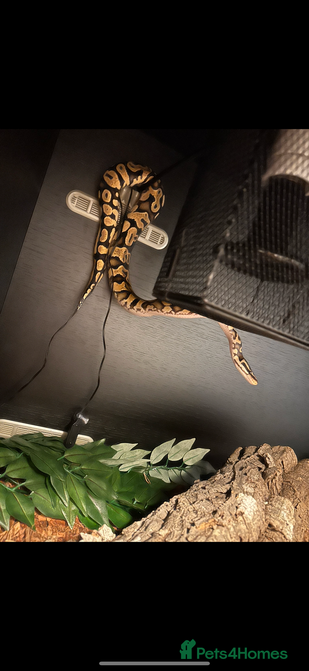 Snake reptiles for sale: Ball python & boa’s - Image 6