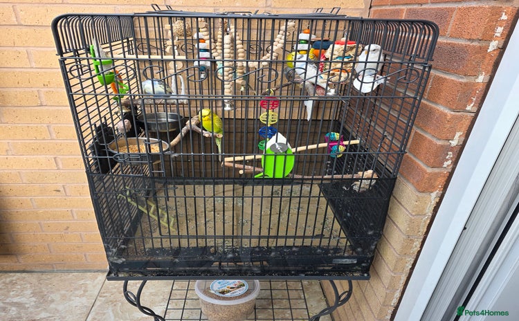 Budgerigars birds - Advert 5