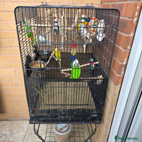 Budgerigars birds - Advert 14
