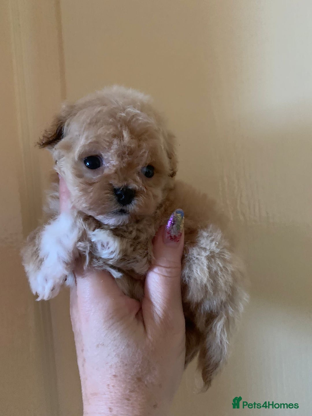 Maltipoo dogs for sale: Beautiful Korean Maltipoo Puppies–3 Girls &2 Boys  - Advert 17