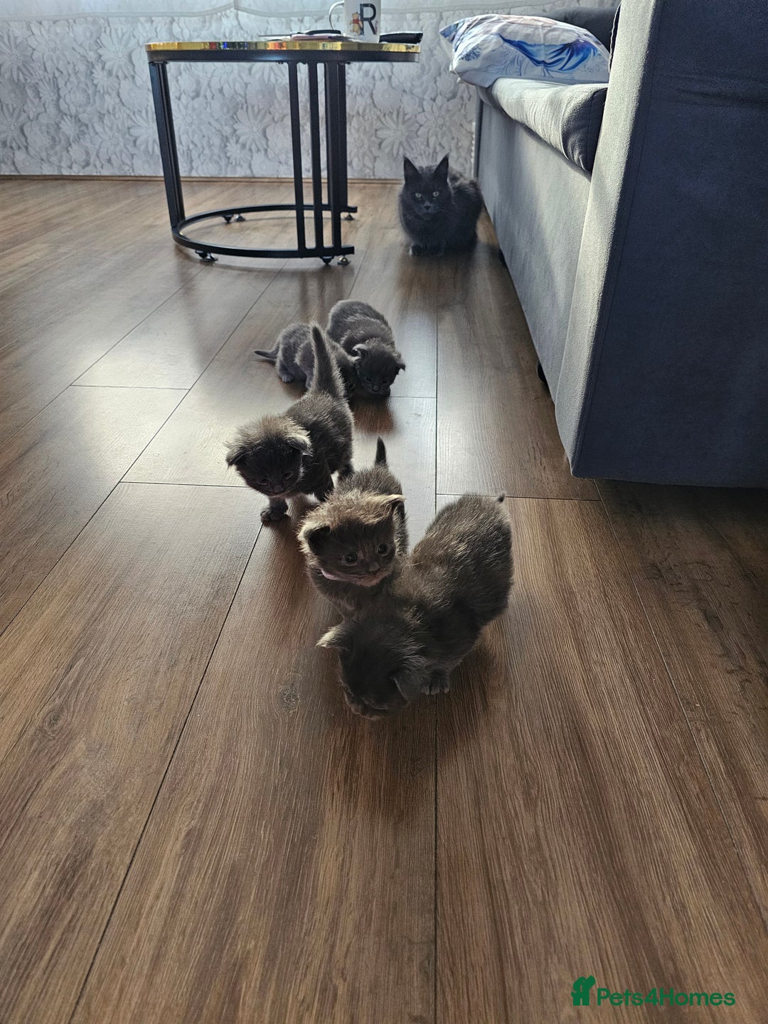 Maine Coon cats for sale: Blue Maine Coon kittens  - Advert 5