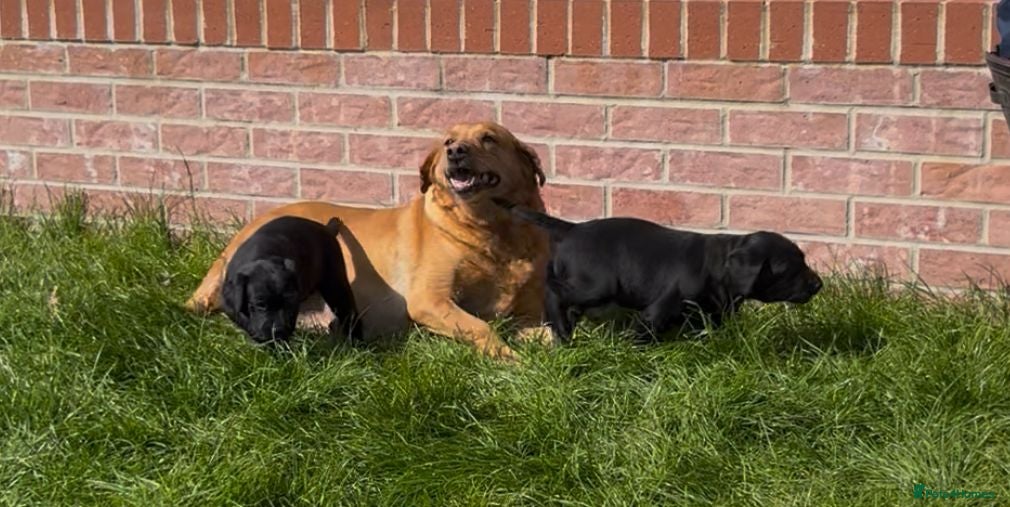 Labrador Retriever dogs Labrador puppies  - Advert 2