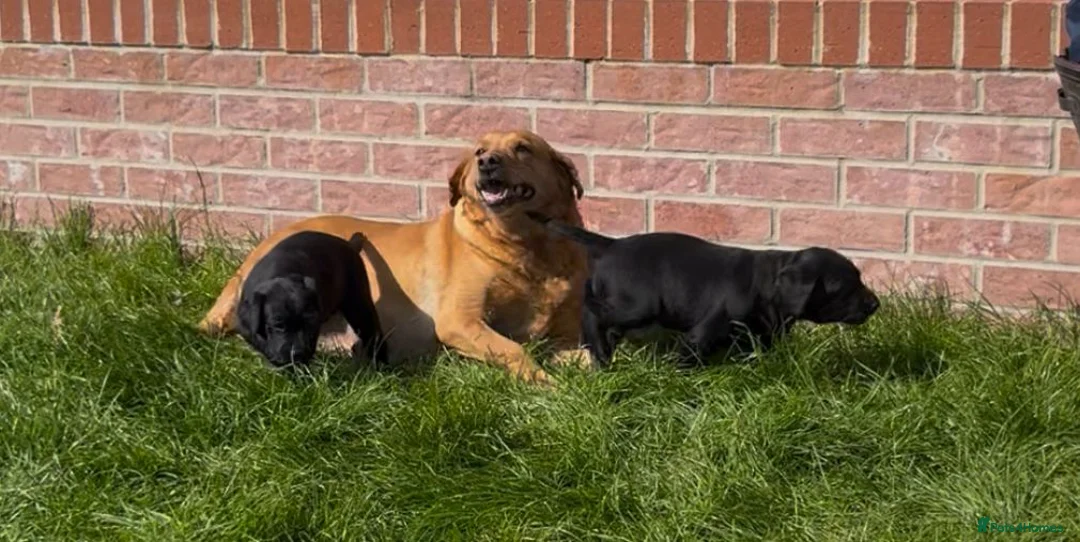 Labrador Retriever dogs for sale: Labrador puppies  - Advert 1