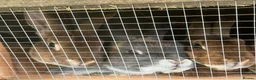 Mixed Breed rabbits for sale: Spayed female rabbit - Advert 2