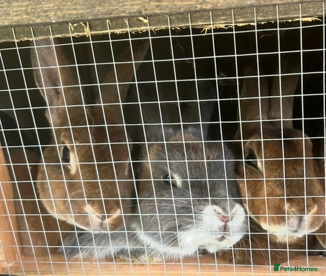 Mixed Breed rabbits for sale: Spayed female rabbit - Advert 2
