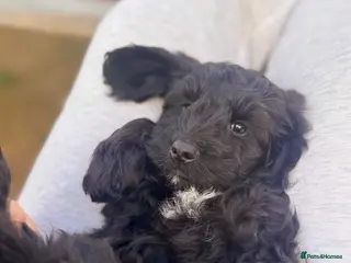 Cockapoo dogs F1 Toy Cockapoo puppies - Advert 4