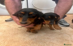 Dachshund dogs for sale: Dachshund pups - Image 9
