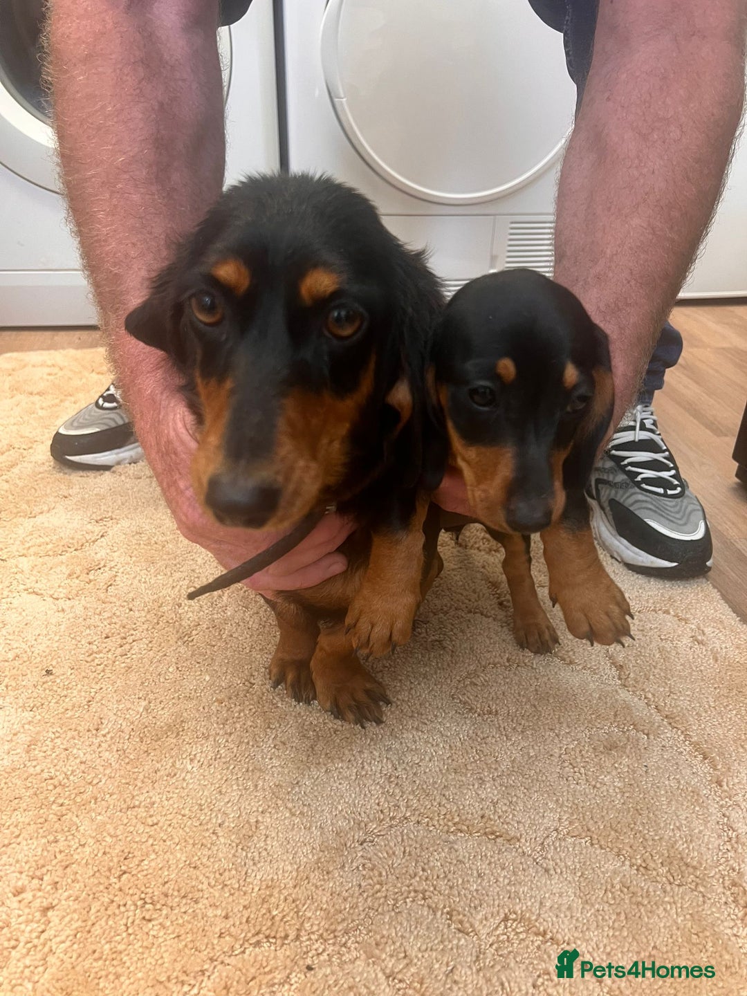 Dachshund dogs for sale: Dachshund pups - Image 9