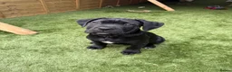 Cane Corso dogs for sale: Cane corso puppies - Advert 24