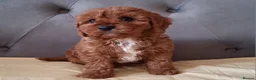 Cavapoo dogs for sale: Gorgeous cavapoo puppies health tested parents - Advert 5